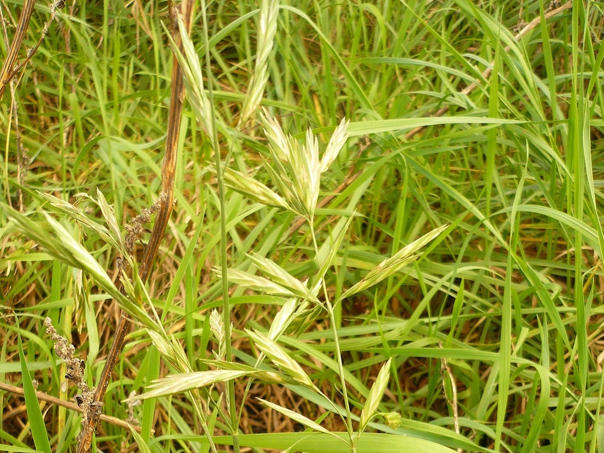 Ceratochloa cathartica (Poaceae)